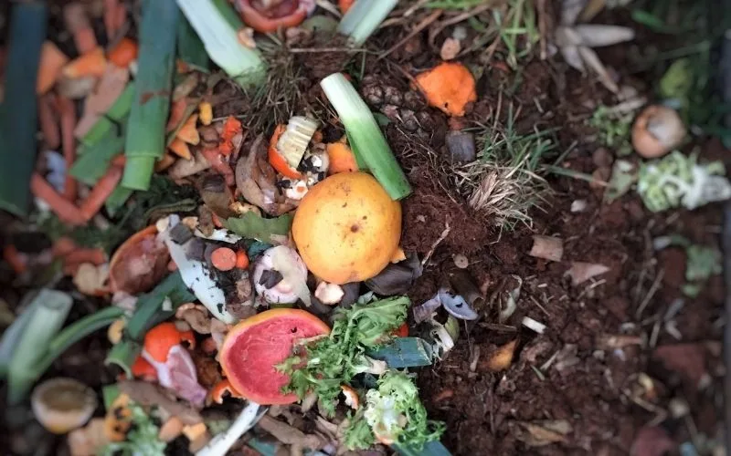 Kompost, czyli naturalne dobro dla naszych roślin! Jak zrobić kompost w domowych warunkach? 2
