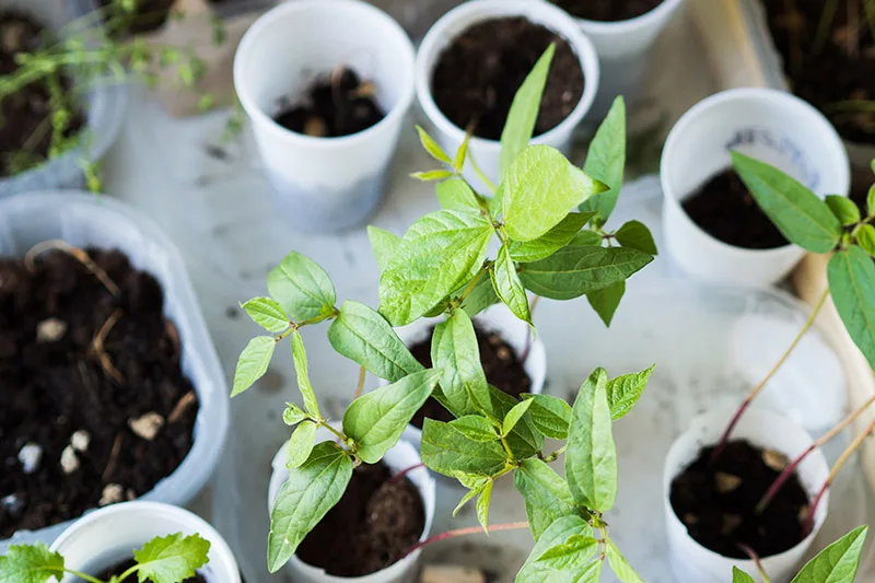 Powrót do natury, czyli lecznicze właściwości niektórych roślin ogrodowych!