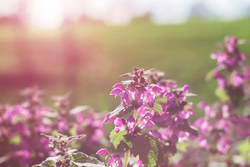 W jaki sposób kocimiętka jest dla nas bezpieczna i jak wpływa ona na ludzki organizm, a jak na koci?