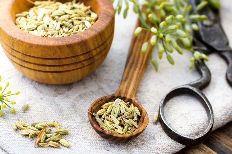Nasiona kopru włoskiego jako remedium na odchudzanie. Oto 11 korzyści z ich stosowania 1 nasiona kopru włoskiego